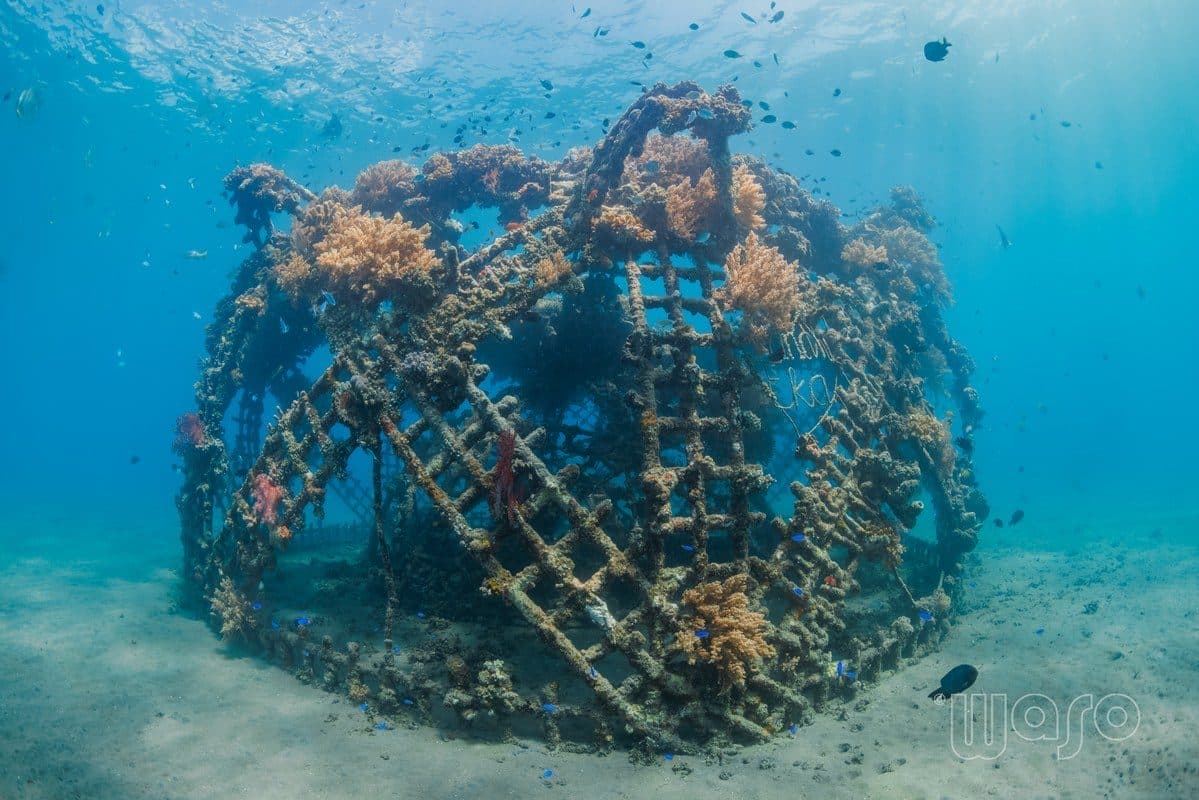 Biorock structures at Karang Lestari, Pemuteran Bay shore site